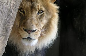 Certificate of recognition issued to King of AmaMpondo