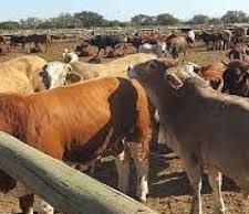 No new FMD cases detected in ten weeks